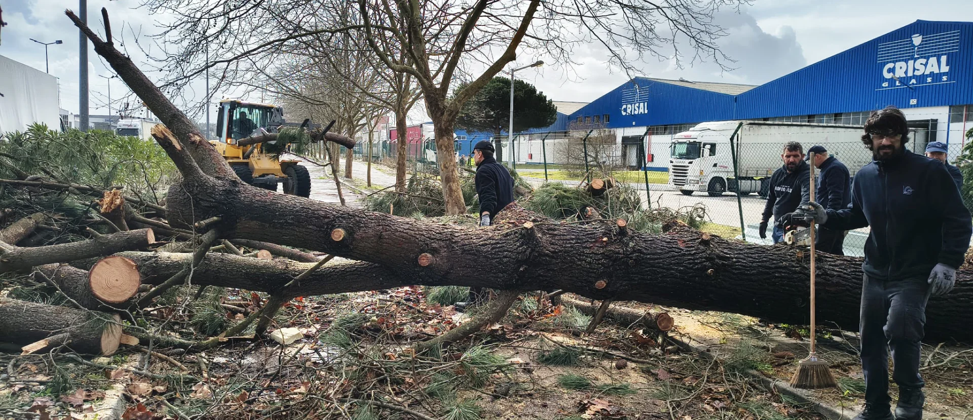 CRISAL employees removing fallen trees